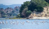 5ba0b845b3699flamingo