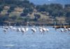 FOTOT/ Pas Karavastasë, flamingot rikthehen edhe në Lagunën e Nartës