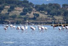 FOTOT/ Pas Karavastasë, flamingot rikthehen edhe në Lagunën e Nartës