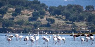 FOTOT/ Pas Karavastasë, flamingot rikthehen edhe në Lagunën e Nartës
