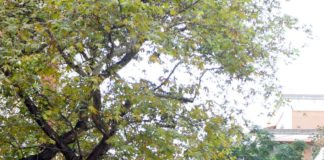 Kur të kaloni nga Liceu Artisik do të shikoni ndryshime