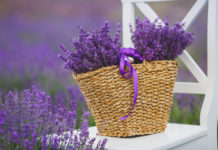 7 bimët “qetësuese” që duhet të mbahen në shtëpi