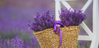 7 bimët “qetësuese” që duhet të mbahen në shtëpi
