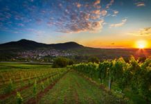 4.1 milionë euro fond për financimin e fermerëve, ja kushtet për të përfituar