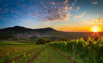 Aktori me zemër të madhe, u shlyen kreditë 1398 fermerëve