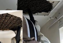 Të kesh 55 kg mjaltë në dhomë dhe të mos e dish!