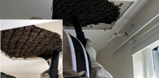 Të kesh 55 kg mjaltë në dhomë dhe të mos e dish!