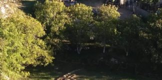 Portreti i rrallë i Skënderbeut me degë pemësh shfaqet në Orosh