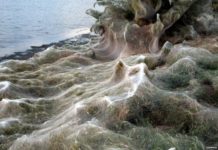 Rrjeta gjigande e merimangës krijon pamje spektakolare