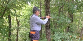 Specialistët nisin inventarizimin kombëtar të pyjeve dhe kullotave