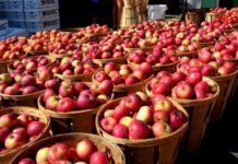 Si të zgjidhni mollët më të mira në treg? Ja disa këshilla