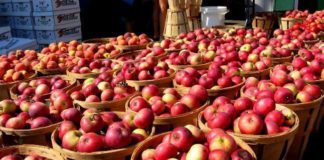 Korçë, “Festa e mollës” me qëllim promovimin e produktit vendas