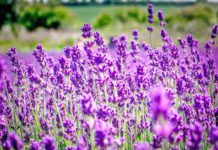 Kjo foto e shkrepur në Veri të Shqipërisë, triumfon mes 35 mijë fotografive