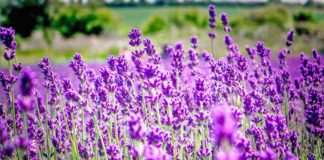 Kjo foto e shkrepur në Veri të Shqipërisë, triumfon mes 35 mijë fotografive