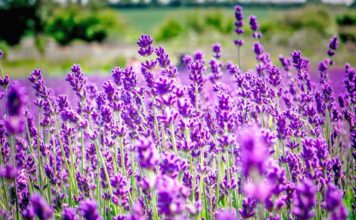 Kjo foto e shkrepur në Veri të Shqipërisë, triumfon mes 35 mijë fotografive