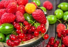 Frutat e pyllit, aleate të shkëlqyera për një shëndet të mirë