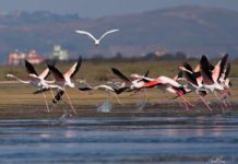 FOTOT/ “Censusi” i zogjve, regjistrohen të gjithë shpendët në parkun Divjakë-Karavasta