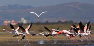FOTOT/ “Censusi” i zogjve, regjistrohen të gjithë shpendët në parkun Divjakë-Karavasta