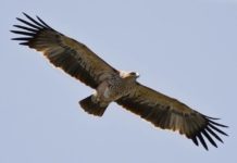 FOTOT/ E rrallë, shqiponja perandorake (Aquila heliaca) shfaqet në Shqipëri