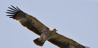 FOTOT/ E rrallë, shqiponja perandorake (Aquila heliaca) shfaqet në Shqipëri