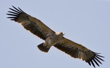 FOTOT/ E rrallë, shqiponja perandorake (Aquila heliaca) shfaqet në Shqipëri