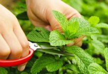 Kundër të ftohurës, për shëndetin e stomakut dhe trurit; ja bima që ju duhet