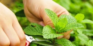 Kundër të ftohurës, për shëndetin e stomakut dhe trurit; ja bima që ju duhet