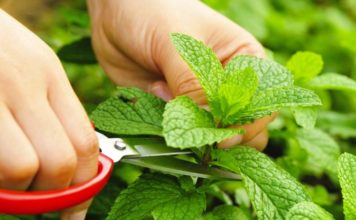 Kundër të ftohurës, për shëndetin e stomakut dhe trurit; ja bima që ju duhet