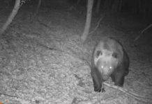 VIDEO/ Filmohen kafshë të rralla në Parkun e Tomorrit