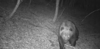 VIDEO/ Filmohen kafshë të rralla në Parkun e Tomorrit