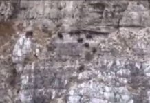 VIDEO spektakolare/ Dhitë e egra ‘vallëzojnë’ majë shkëmbinjve në Tropojë