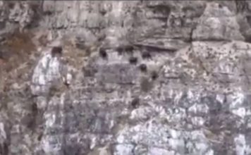 VIDEO spektakolare/ Dhitë e egra ‘vallëzojnë’ majë shkëmbinjve në Tropojë