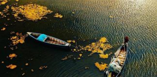 Ishulli i Pelikanit në Divjakë, live edhe nga telefoni