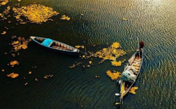 Ishulli i Pelikanit në Divjakë, live edhe nga telefoni