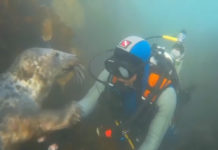 VIDEo/ Takim miqësor nën ujë, foka i jep ‘dorën’ zhytësit