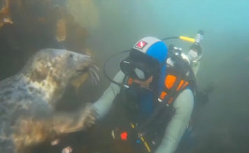 VIDEo/ Takim miqësor nën ujë, foka i jep ‘dorën’ zhytësit