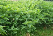 Hithra, mbretëresha e bimëve popullore kurative