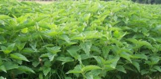 Hithra, mbretëresha e bimëve popullore kurative