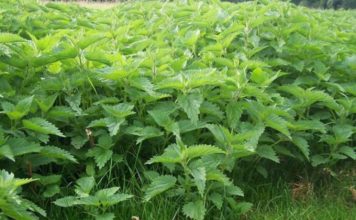 Hithra, mbretëresha e bimëve popullore kurative