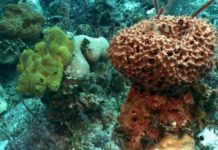 Zbulohet kafsha më e lashtë në planet