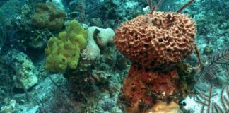 Zbulohet kafsha më e lashtë në planet