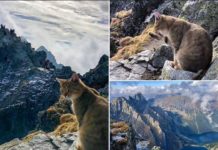 VIDEO/ Macja ‘alpiniste’ i habit të gjithë, u ngjit në lartësinë 2.499 metra