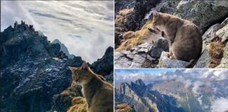 VIDEO/ Macja ‘alpiniste’ i habit të gjithë, u ngjit në lartësinë 2.499 metra