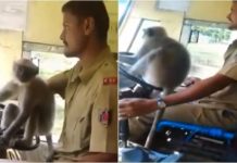 VIDEO/ E pazakontë, majmuni ‘shofer’ drejton autobusin