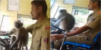 VIDEO/ E pazakontë, majmuni ‘shofer’ drejton autobusin