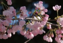 E pazakontë/ Qershitë lulëzojnë papritur në tetor