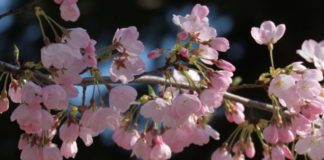 E pazakontë/ Qershitë lulëzojnë papritur në tetor