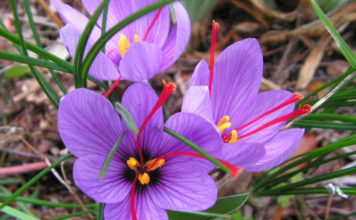 “Ari i kuq”, erëza më e shtrenjtë në botë rritet edhe në Shqipëri