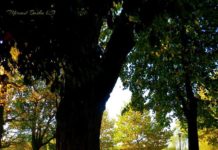 FOTOT/ Magjia e vjeshtës në kryeqytetin e Veriut