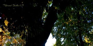 FOTOT/ Magjia e vjeshtës në kryeqytetin e Veriut